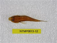 藏品(黑緣青眼魚)的圖片